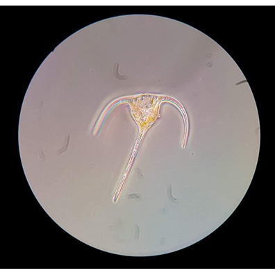 Microscopio Bresser de Expedición XPD-101